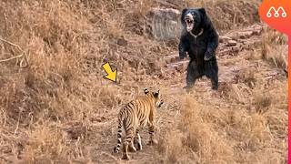O TIGRE SE ARREPENDEU DE ATACAR ESSE URSO