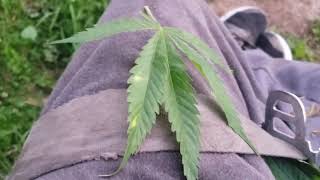 Chores on the ganja farm (Top dressing) (supplemented light)