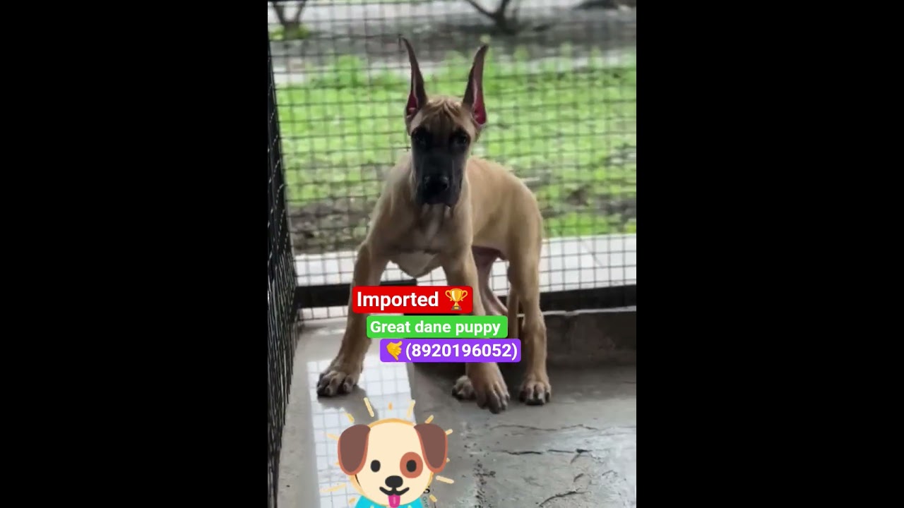 # Bk pet Zone # Import line Great dane male puppy for sale (8920196052) 