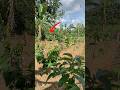 Lomba lari dihalaman kebun #reels