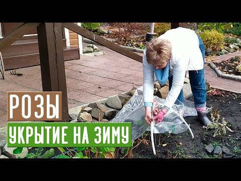 УКРЫТИЕ РОЗ НА ЗИМУ 🌹 Просто и эффективно / Садовый гид