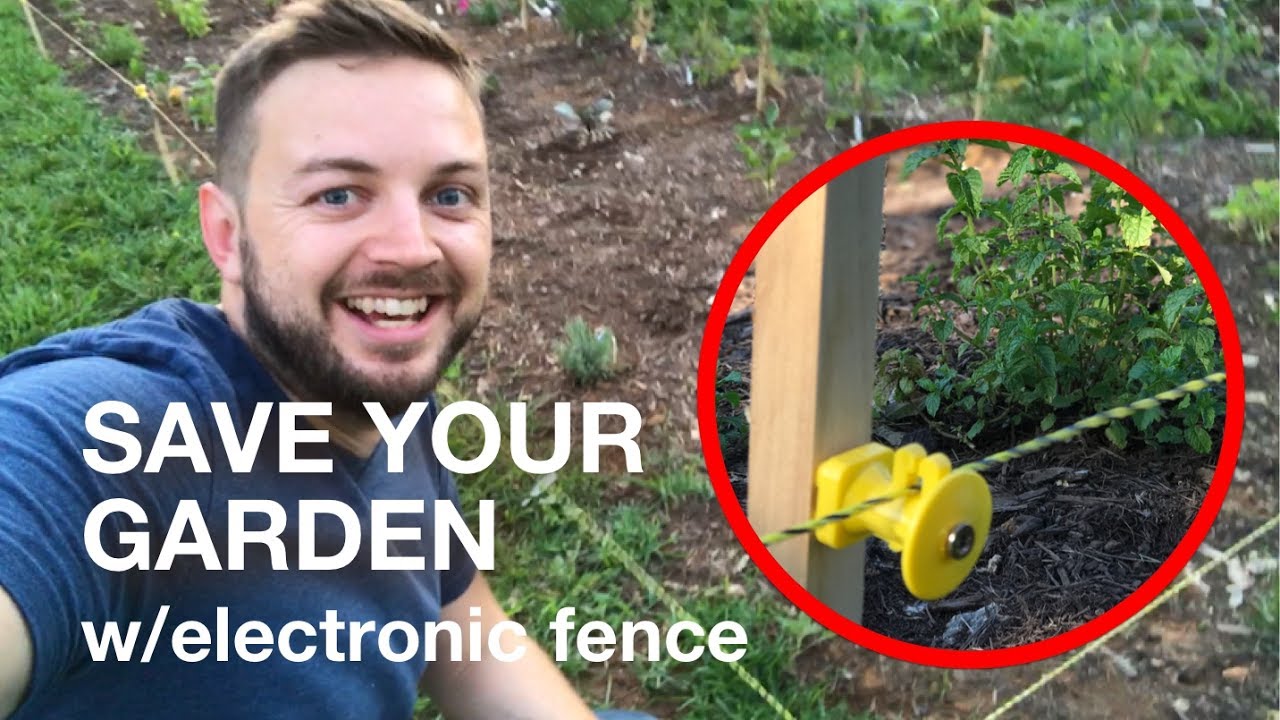 How I Saved My Garden From My Vicious Chickens With A Small