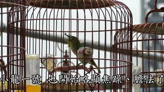 溪哥的愛將  108年7月豐原雙龍鳥園買的2隻台灣仔綠繡眼幼鳥(成長紀錄)Xī gē de ài jiàng  108 nián 7 yuè yòuniǎo chéngzhǎng jìlù