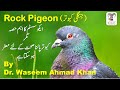 Rock pigeon and eco system