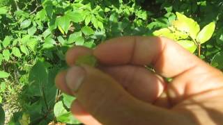 Tree ID: American Beech- Edible Wild Nuts