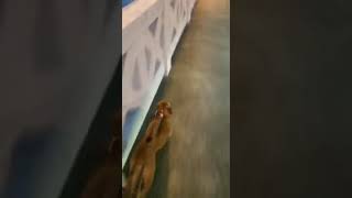 Pitbull With Super St, Drive And Endurance Amazing Pitbull Puppy 6 Months Old Chico Lopez