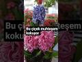 Sümbül kokusu #sumbul #hyacinth #hyacinths #hyacinthbeans #viral #ह्यचीन्थ#風信子 #garden #keşfet #fyp