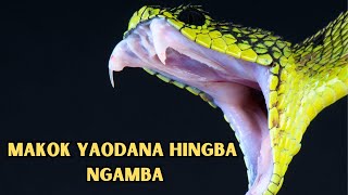 MAKOK YAODANA HINGBA NGAMBA JIBA | 10 Animals that can live without Head!!!