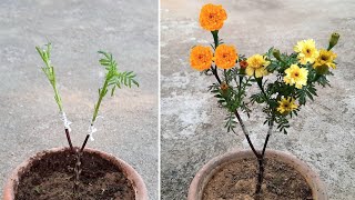 how to get multiple colour flowers on a same marigold plant