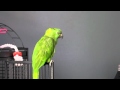 Amazon Parrot Sings You Are My Sunshine