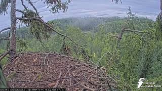 J E20260818 072750EagletsCallNearbyOtherLandsUnderNest 073131BothCallOtherFliesAwayFromNestTree