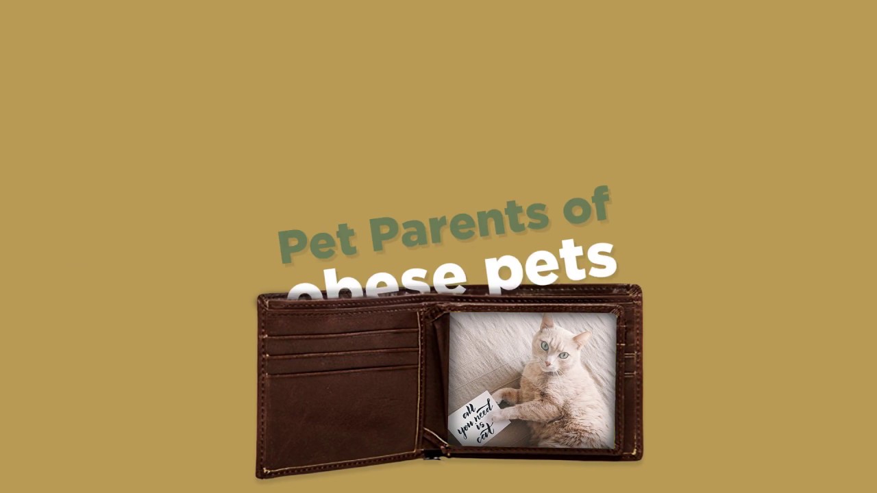 camera iphone 8 plus apk Pet Obesity Month: Did you know? #1