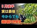 5月後半こそ大本命!夏野菜を遅く植えて大成功する方法!