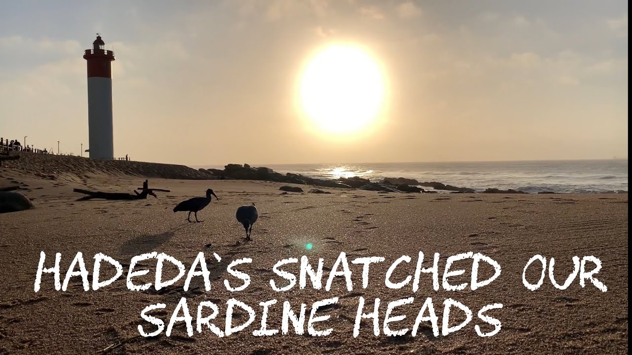 Hadeda’s Eating Sardine Heads (Hadada Ibis) YouTube