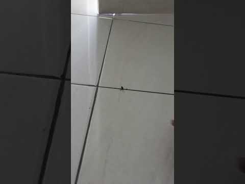 Counting day menuju rumah jadi milik rayap