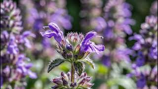 Catmint Time Lapse Bud To Bloom Purple