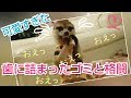 ﾐｰｱｷｬｯﾄ　ミーアあるあるw 歯に挟まった毛玉を取ろうと必死な姿が愛嬌たっぷり❤️