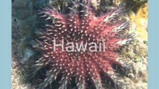 Why Take Snorkeling Lessons