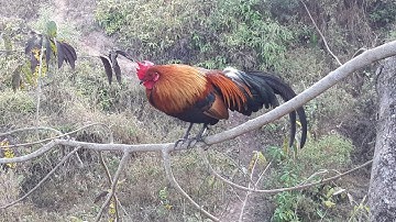 qaib dib qua zoo dib tuaj heev xkh 19/2/2021