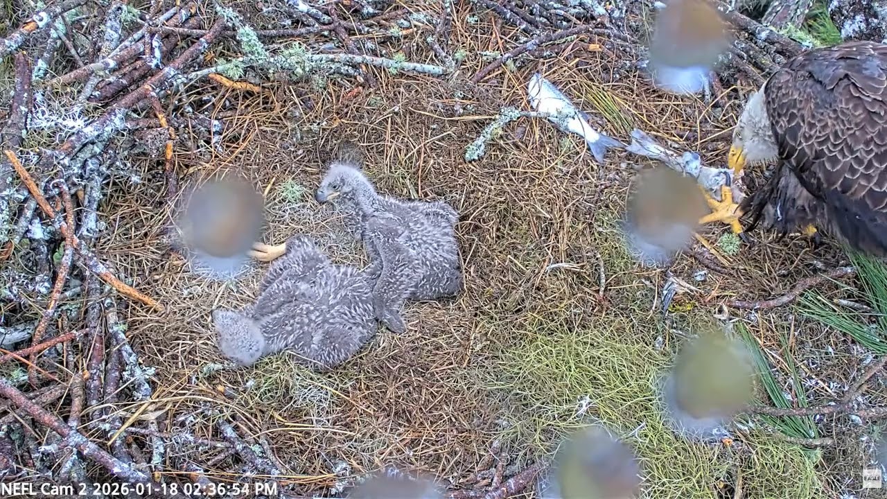 Bald Eagle - NEFL Cam 2 18.01.2026 