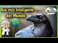 CUERVO | El Ave más Inteligente 🧠 10 Datos y Curiosidades