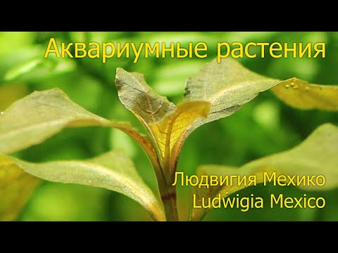 Аквариумные растения: Людвигия Мехико (Ludwigia Mexico)