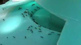 Ant Pro Ant Bait System