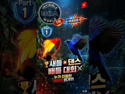 새들 댄스 경연대회 TOP 11 # #다큐멘터리 #춤 #새 thumbnail