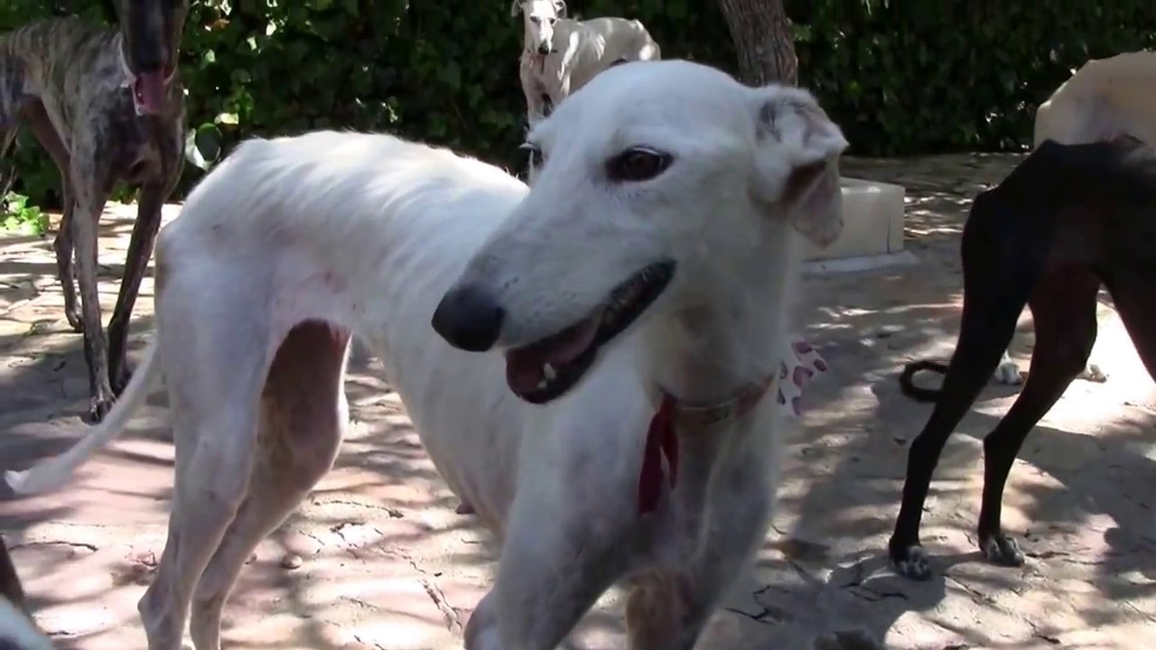 De film van 2016 GINB