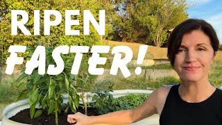 How to Ripen Vegetables Faster (Before & AFTER It Gets Cold) by Now Gardening 730 views 7 months ago 5 minutes, 14 seconds