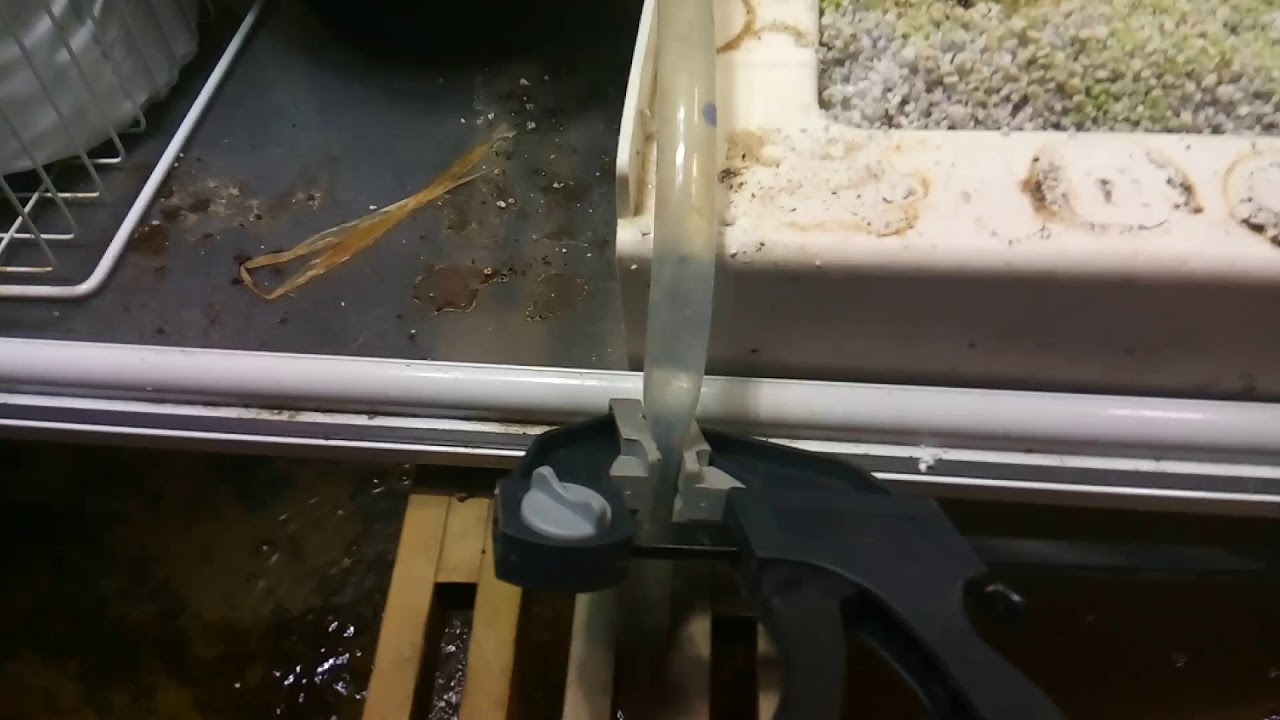 Growing lettuce in your shower YouTube