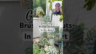 Brussel sprouts #desertgarden #gardening #growyourownfood #brusselssprouts #backyardhomestead