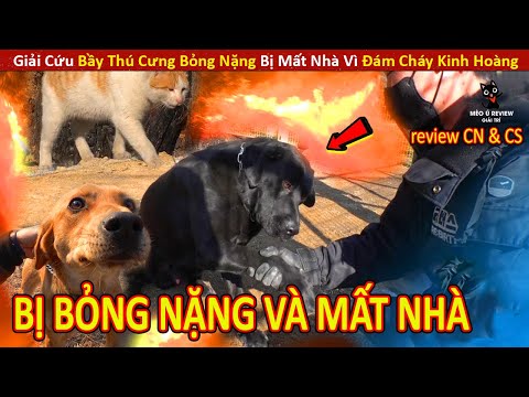 Video: Thú cưng: Chó được giải cứu từ dưới tấm bê tông, quạ có thể học được từ cái chết