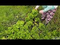ÇITIR ÇITIR MARULLAR DEREOTU ORGANİK YUMURTA PİŞİRDİM KÖY NİMETLERİ#keşfet #köyhayatı #koyvlog 