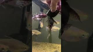Synodontis Nigriventris aka Upsidedown catfish Synodontis Nigriventris Upside Down Catfish