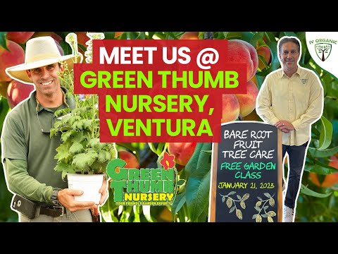 Video: Versorging van Rumberry Tree - Kom meer te wete oor Rumberry Tree Gebruike