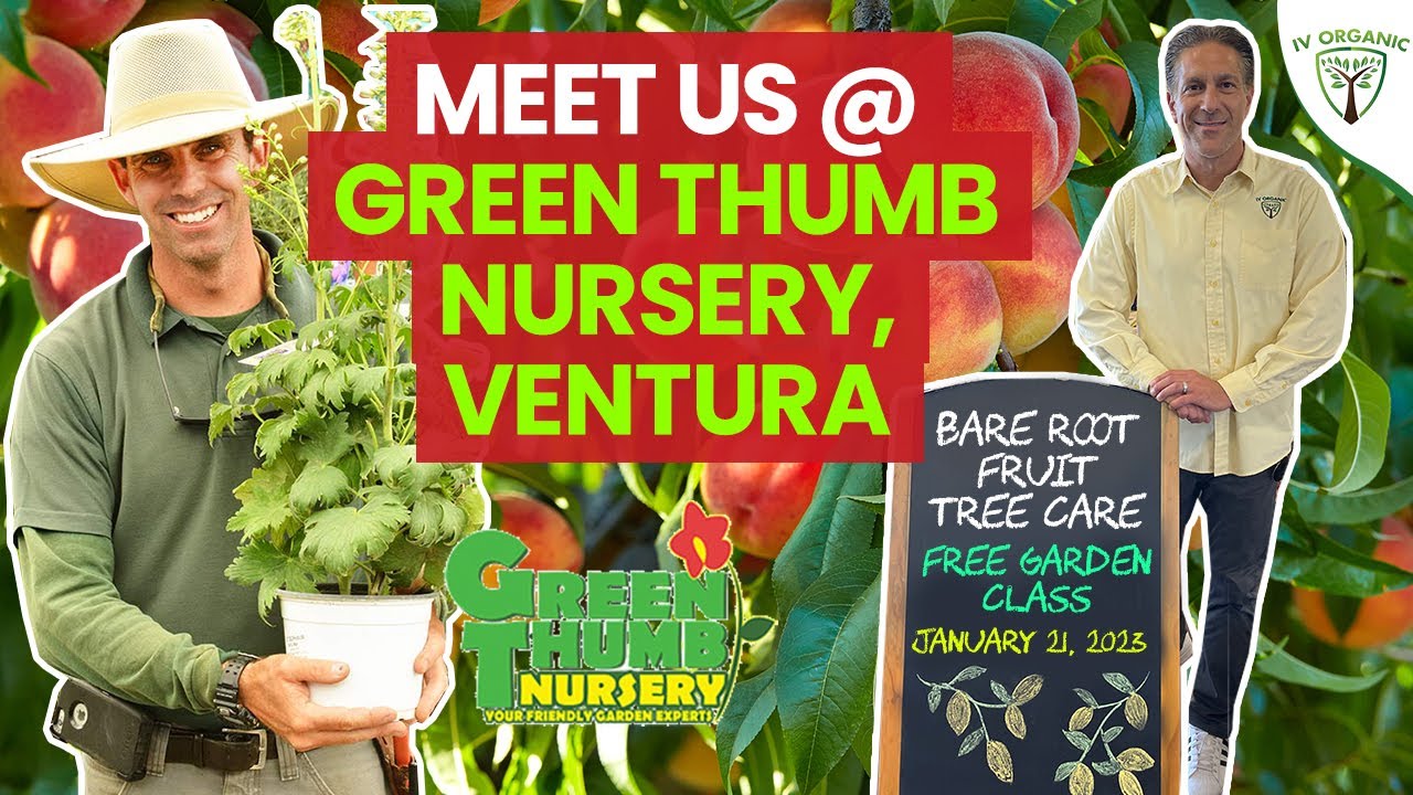 Bare Root Fruit Tree Care GreenThumbNurseries Saturday January 21