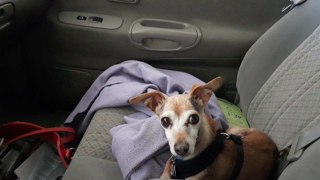 A dog's first time going through a car wash! YouTube