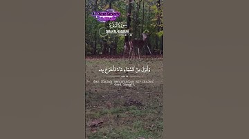#qurankareem #اكسبلور #تيك_توك #peaceful #تلاوة_خاشعة #القرآن_الكريم #متابعه_ليصلك_كل_جديد