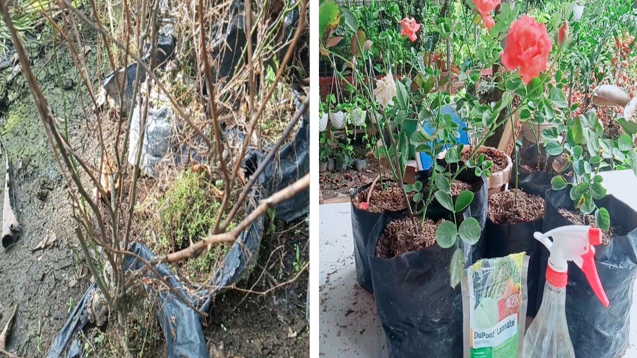 Dalawang dahilan kung bakit madaling mamatay ang ating mga rose.