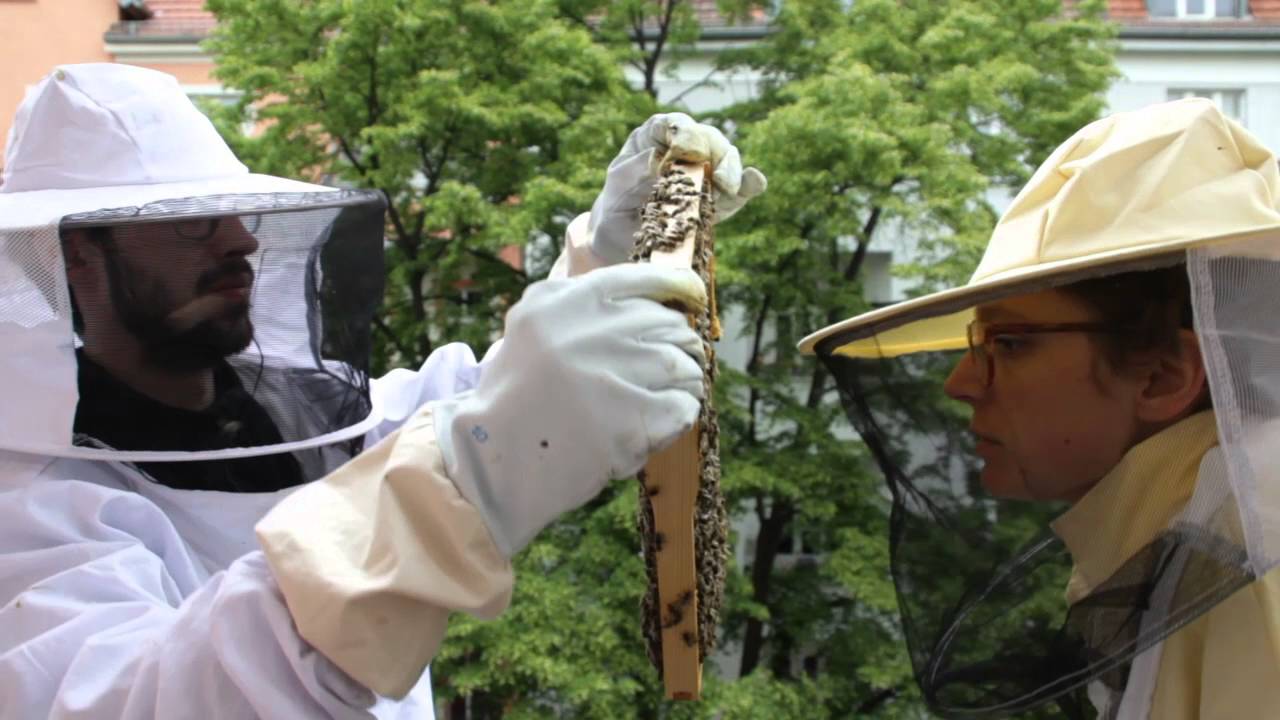 Schwarmvorwegnahme mit der BienenBox | BienenBox.de