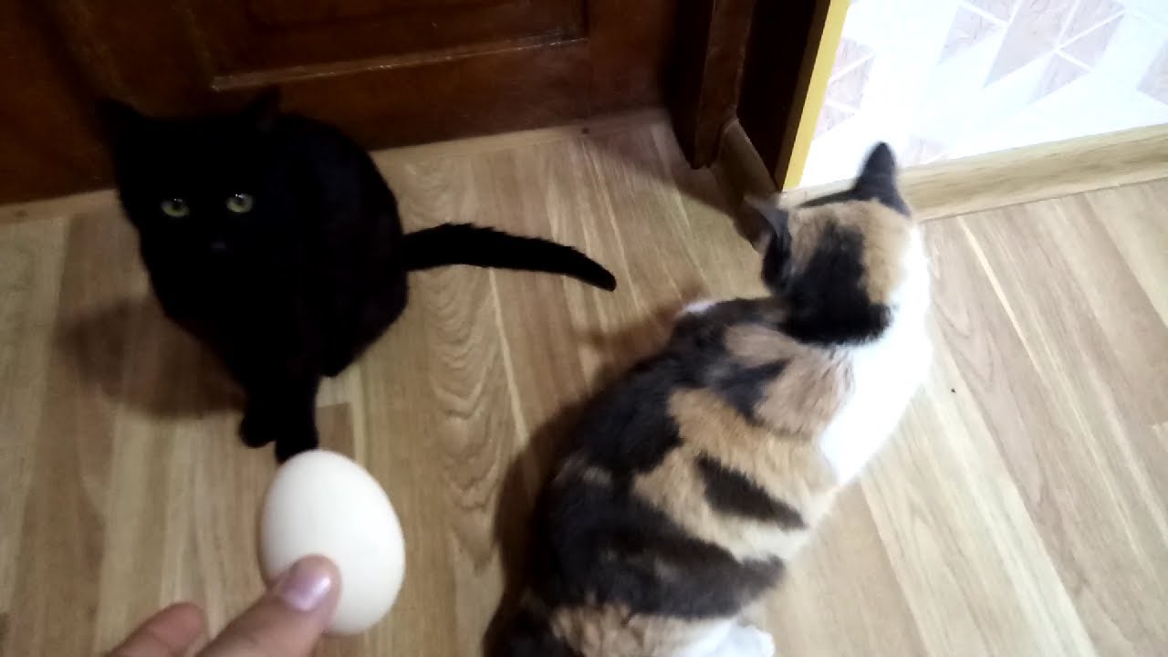 cats and egg YouTube