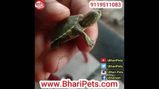 Red Ear Slider Singapore Turtles Available Bhari Pets 