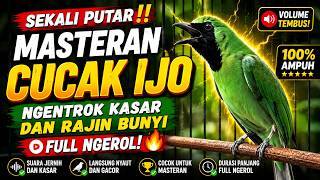🔴 Sekali Putar‼️ Masteran Cucak Ijo Ngentrok Kasar dan Rajin Bunyi Full Ngerol🔥 #pancingancucakijo