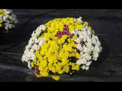 Video: Crizanteme Anuale: Soiuri și Cultivare