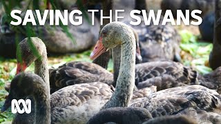 Saving black swans and their cygnets from starvation | ABC Australia