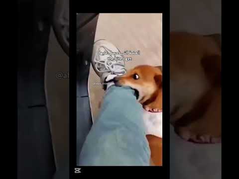 العضة الي اتمناهة اكسبلور تحشيش ضحك كلب  العراق ترند تيك توك السعودية بغداد