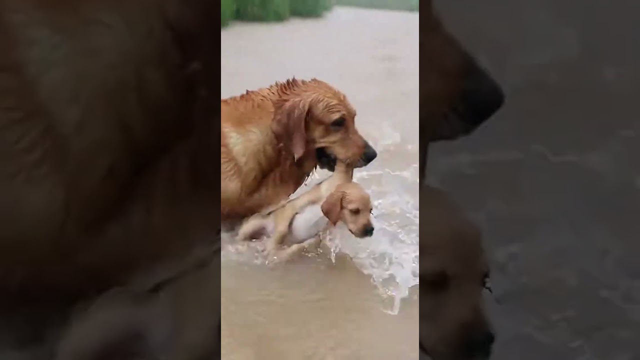 Mother Dog Saves Drowning Puppy From River 😭💕 | Heroic Rescue
