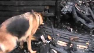 Fire investigation dog- Aiko.wmv