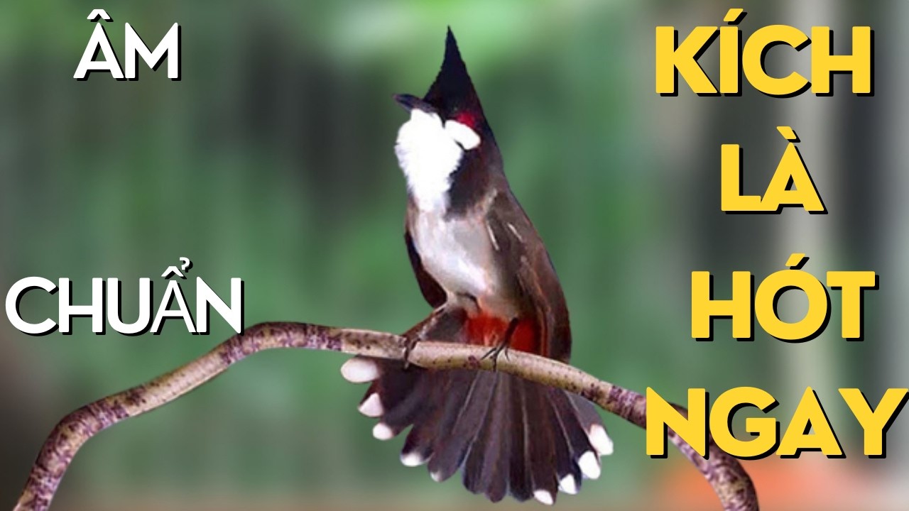 Kích Chào Mào Hót Đấu | Luyện Chào Mào Hót Sáng Kích Bổi Ra Giọng. Chào Mào Kích Trống Hót Căng Lửa